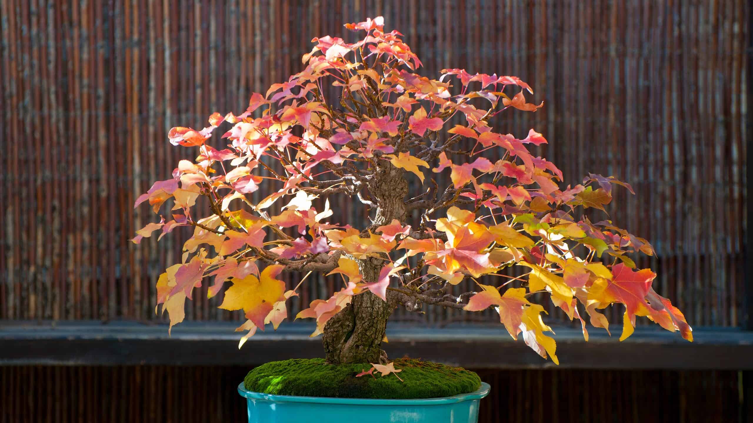 Liquidamber bonsai - sweetgum tree