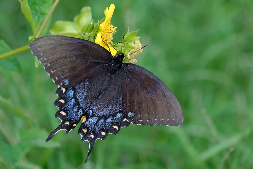 Female Eastern tiger swallowtail , black form feeding from an orange wildflower. The butterfly is very dark with blue and white accents on its hindwing.