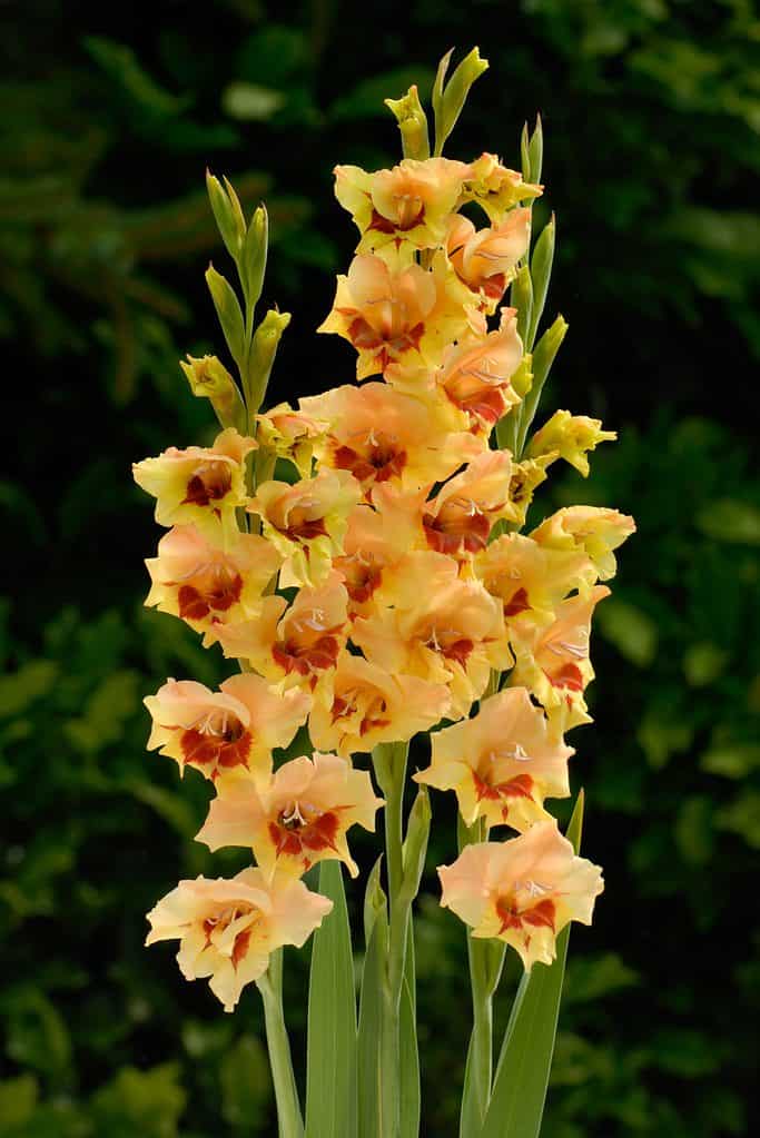 'Safari' gladiolus