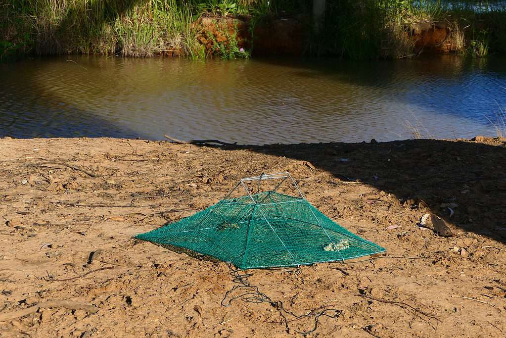 Bait net used to catch yabbies, known as yabbying.