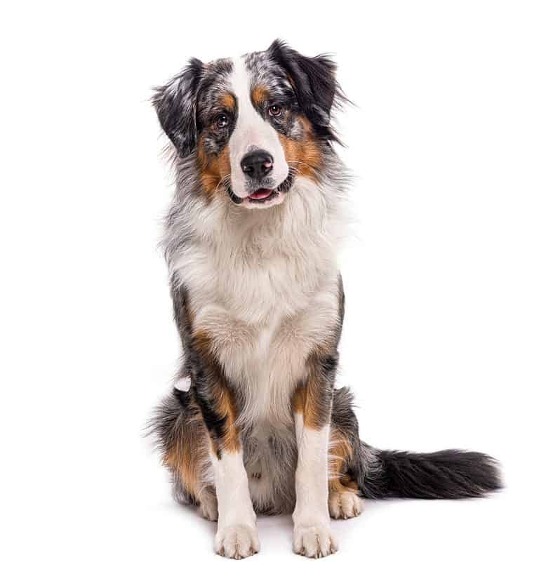 Bernese Mountain Dog Mix - A-Z Animals