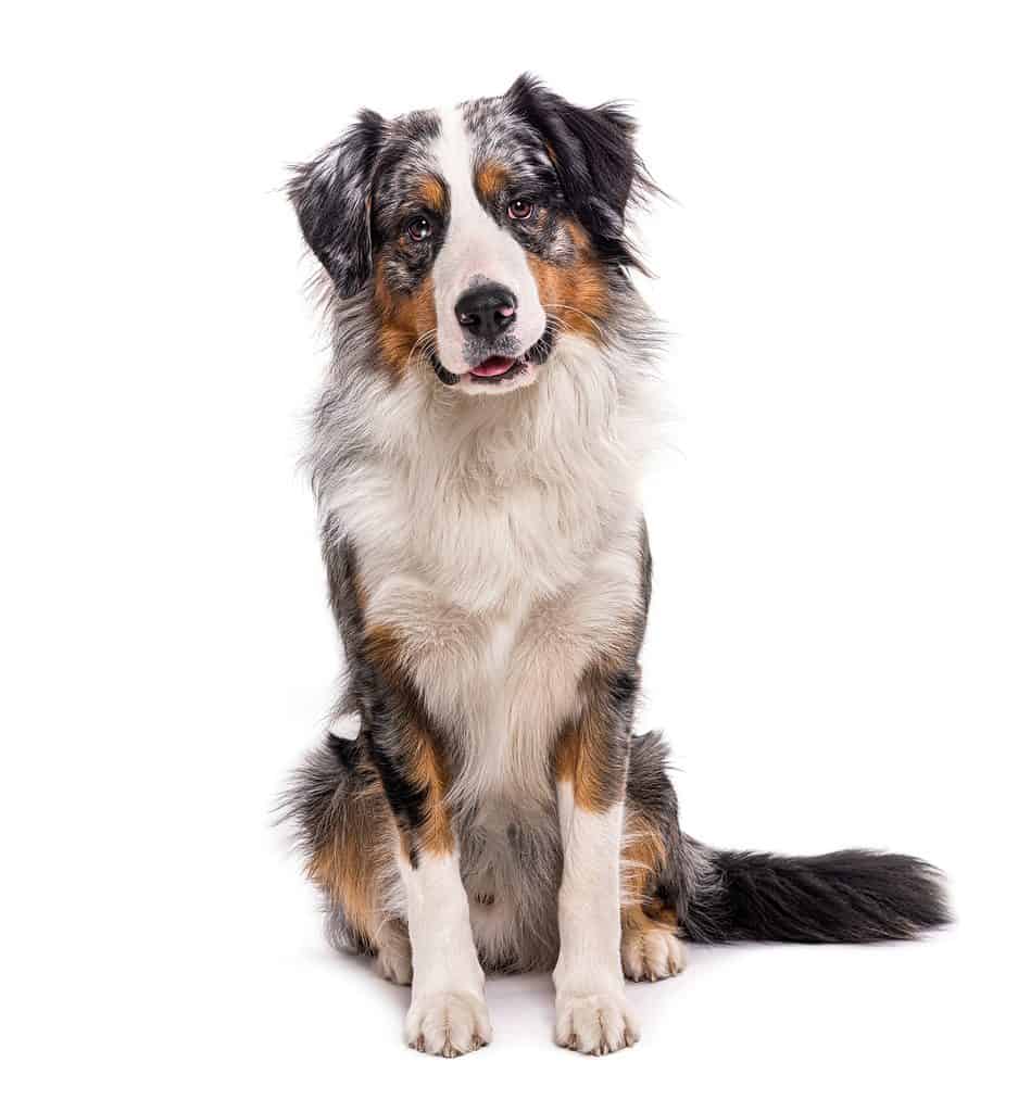 Bernese Collie isloated