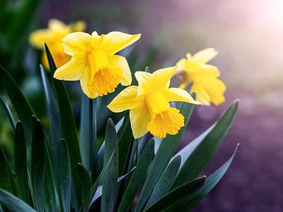 A 10 Types Of Yellow Daffodils