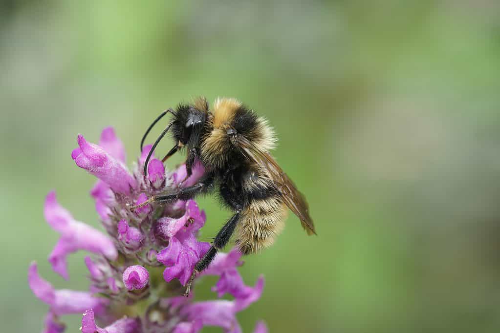 Colorful closeup on a fluffy male Field cuckoo-bee, Bombus campestris a bumblebee parasite , on a purple flower. the bee is perch on top of the flower, facing frame left. The bee is striped black and faint yellow.