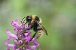 Field cuckoo bumblebee