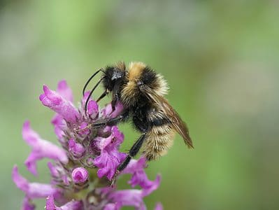 Field Cuckoo Bumblebee Picture