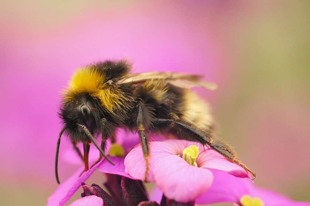 A very hairy bumblebee is perched on a pink flower with a yellow center the moon will be has a brownish black head a yellow collar a brown thorax and a yellow and brown striped admin with the last segment being a very light yellow to cream color. The bumblebee is center frame at a slight angle with its head in the left part of the frame toward the front and its tail in the right part of the frame toward the back