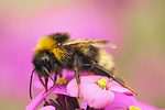 Forest cuckoo bumblebee