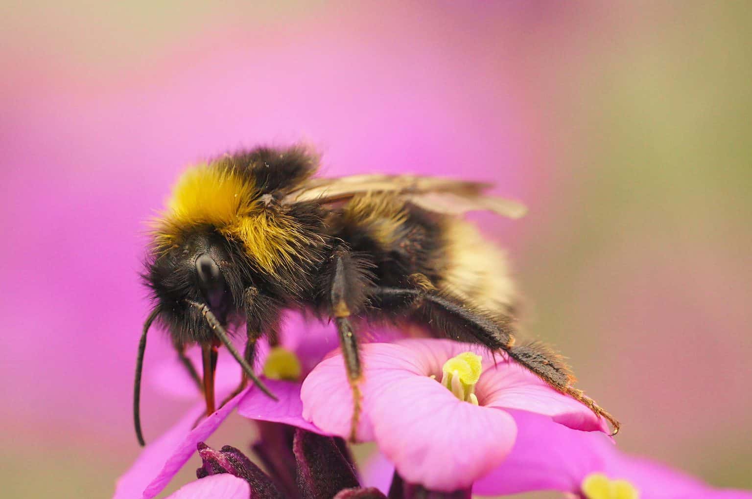Do Bees Sleep in Flowers? Where Do They Go at Night? AZ Animals