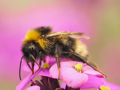 A Forest Cuckoo Bumblebee