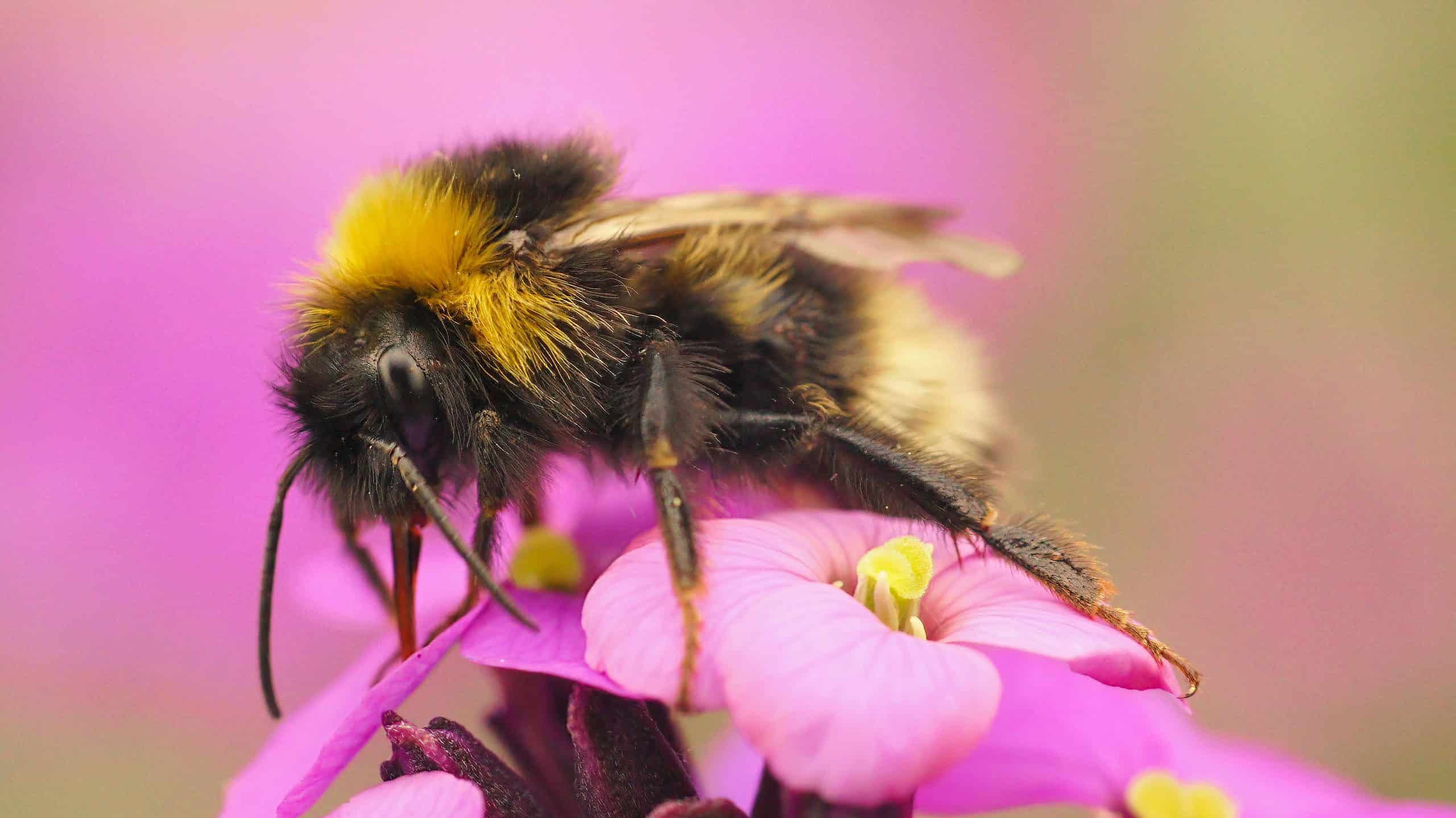 A very hairy bumblebee is perched on a pink flower with a yellow center the moon will be has a brownish black head a yellow collar a brown thorax and a yellow and brown striped admin with the last segment being a very light yellow to cream color. The bumblebee is center frame at a slight angle with its head in the left part of the frame toward the front and its tail in the right part of the frame toward the back