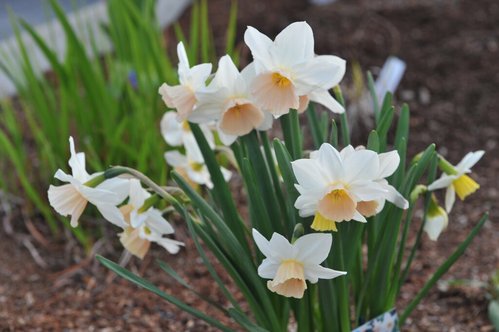 'Katie Heath' Triandrus Daffodils