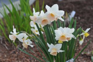 When To Plant Daffodil Bulbs Picture