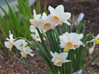 A When To Plant Daffodil Bulbs