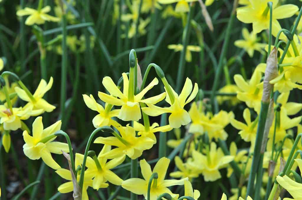 'Hawera' Daffodils