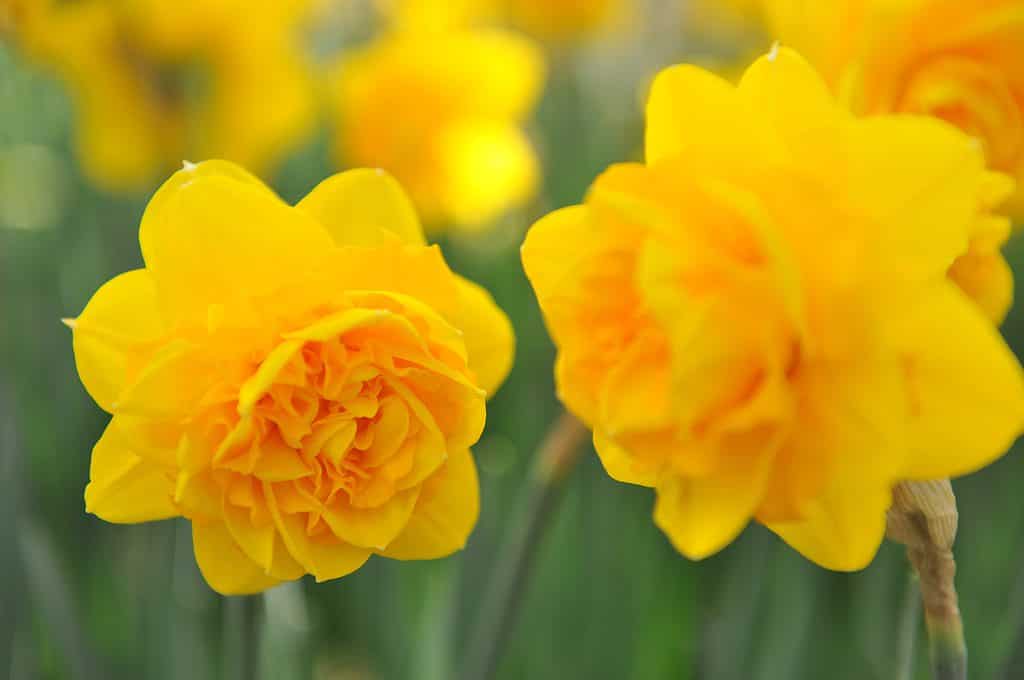 Yellow Double Daffodils