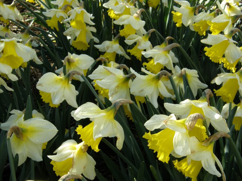 'Holland Sensation' Trumpet Daffodil (bicolor)