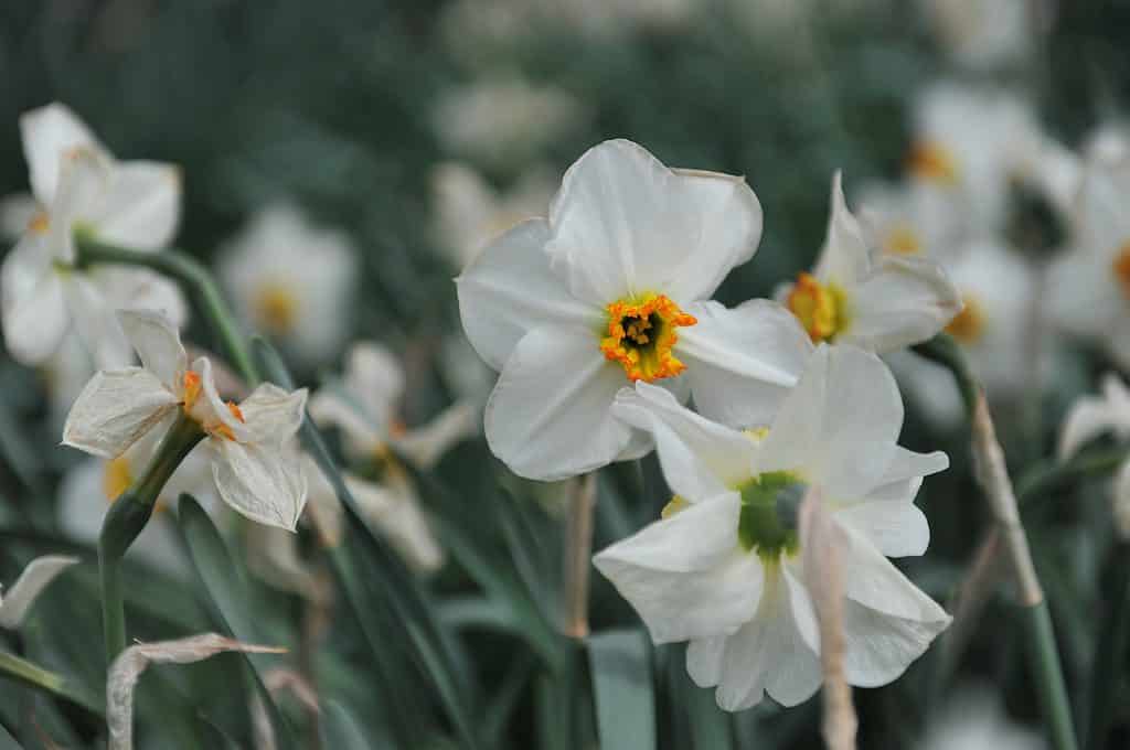 'Lancaster' Small-Cupped Daffodils