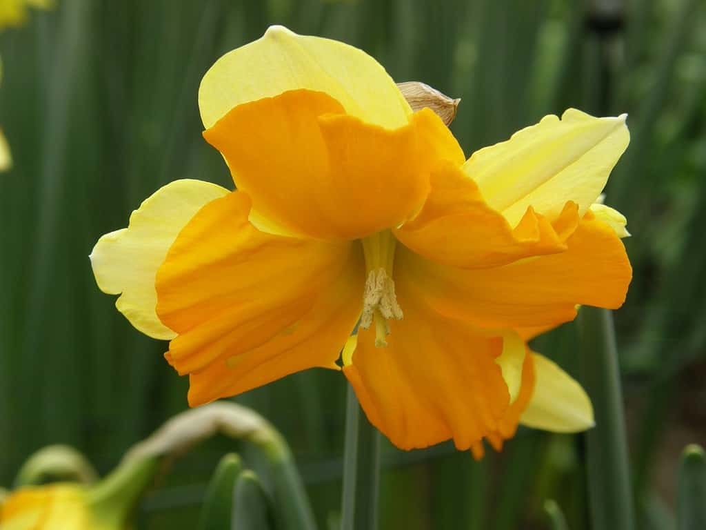 'Mondragon' Split-Cupped Collar Daffodil