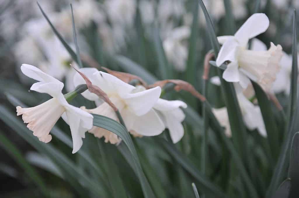 'Park Perfume' Large-Cupped Daffodil