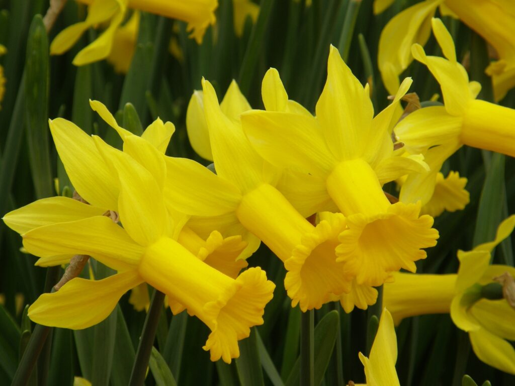 'Tom nhìn trộm' Cyclamineus Daffodil