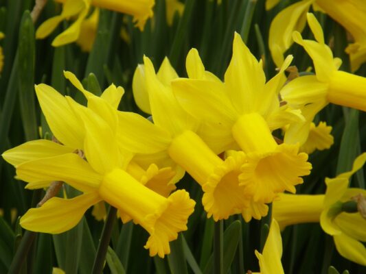 3 Standout Types of Poeticus Daffodils - A-Z Animals