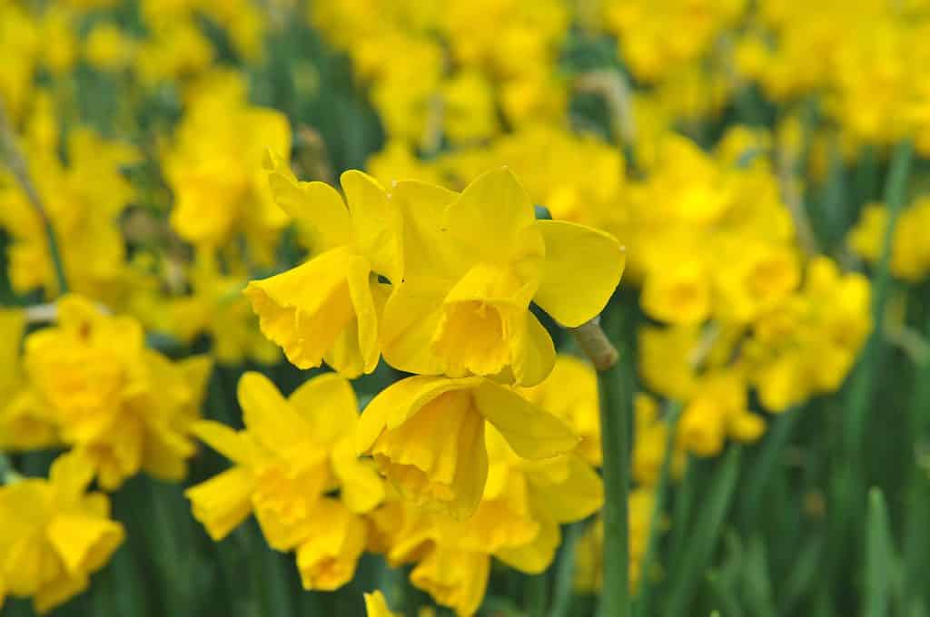 'Quail' Jonquil Daffodil