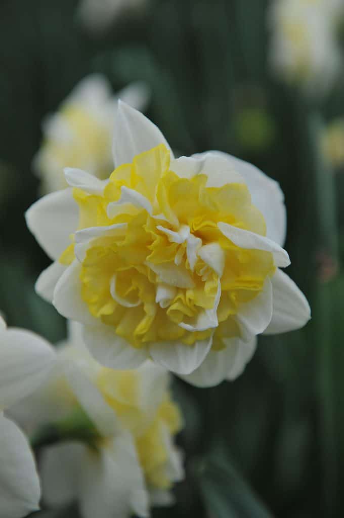 'Solar Wind' Double Daffodil