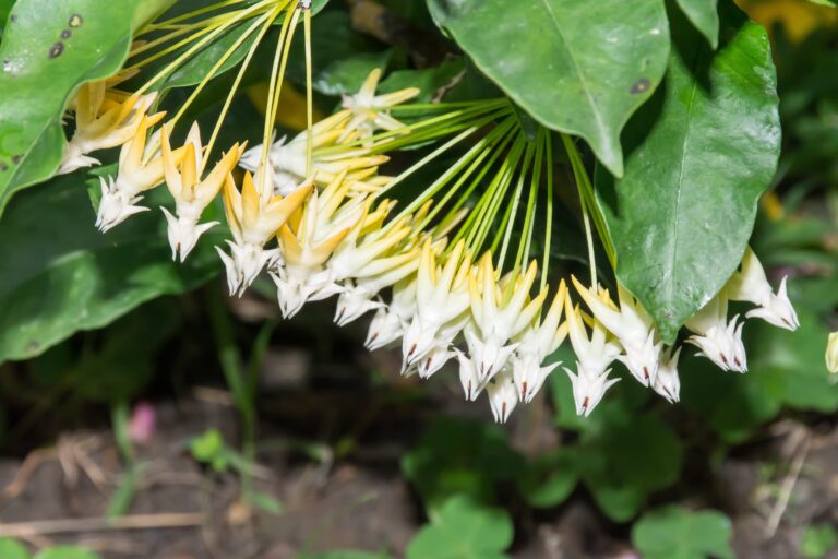 Hoya multiflora flowers