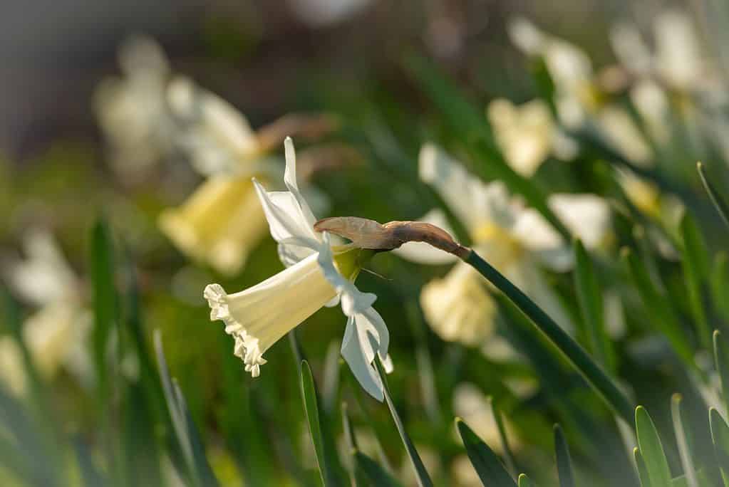 'Elka' Miniature Trumpet Daffodil