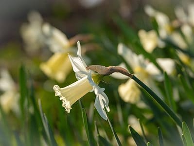 A When Do Daffodils Bloom?