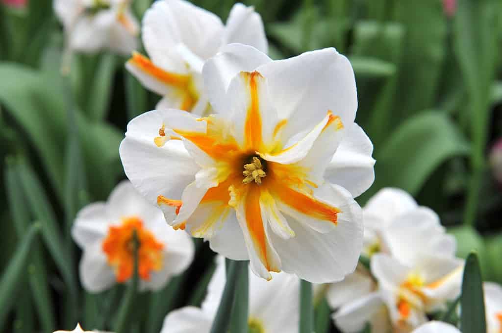 'Trepolo' Split-Cupped Papillion Daffodils