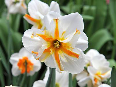 A December Birth Flowers: Symbolism and Meaning of Narcissus and Hollies