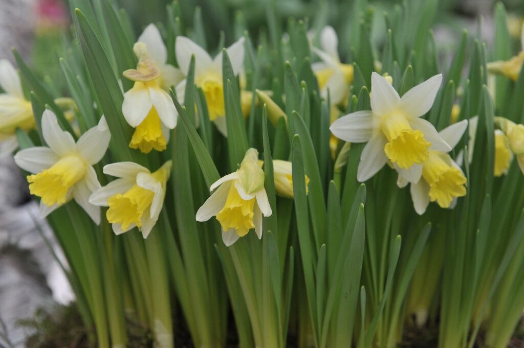 'Topolino' Trumpet Daffodil (bicolor)