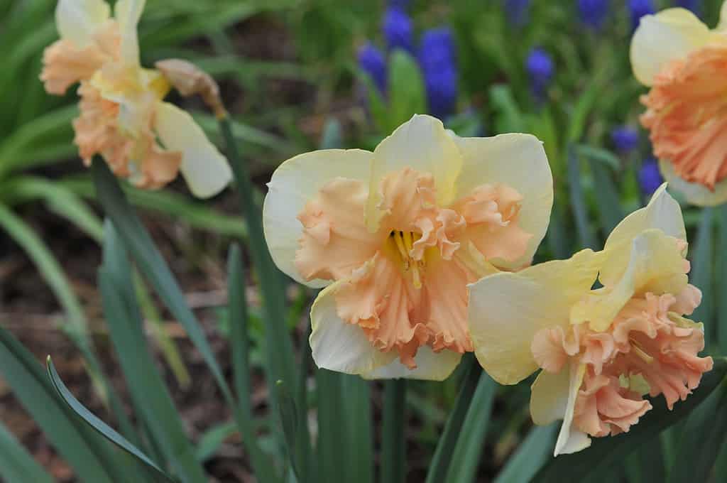 'Vanilla Peach' Split-Cupped Collar Daffodils