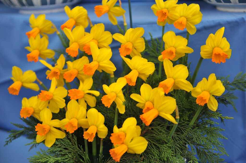 'Velocity' Cyclamineus Daffodils
