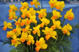 March Birth Flower: Symbolism and Meaning of Daffodils photo