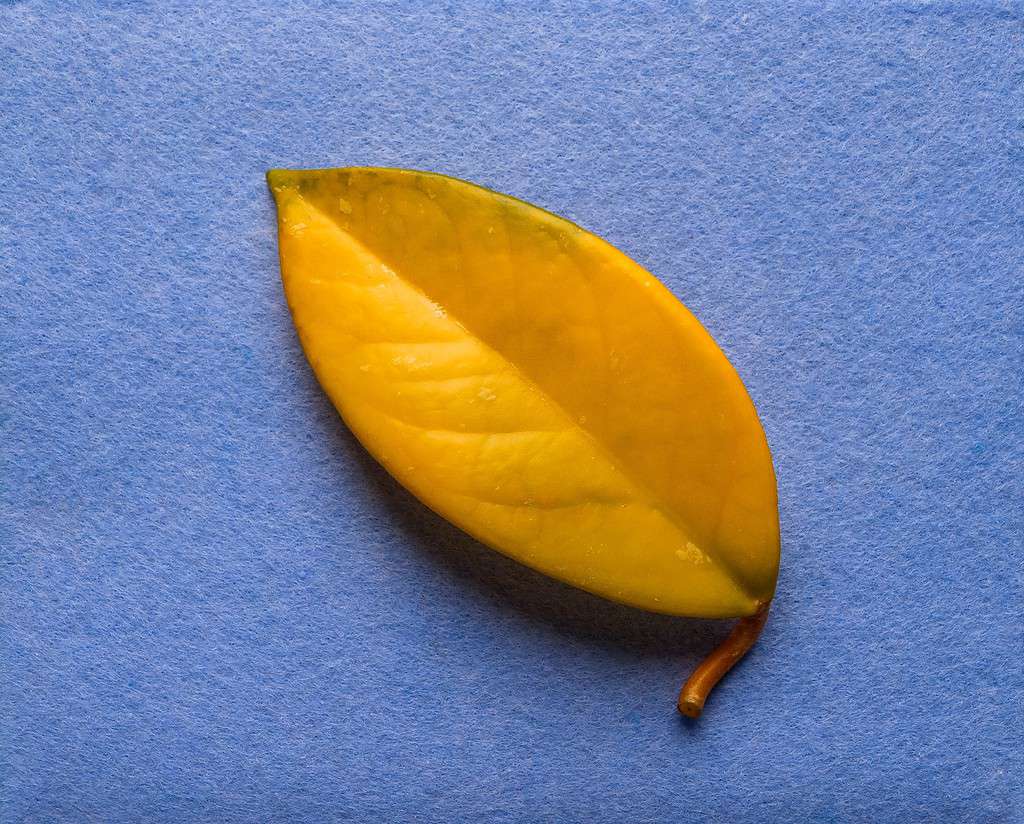 Yellow hoya leaf