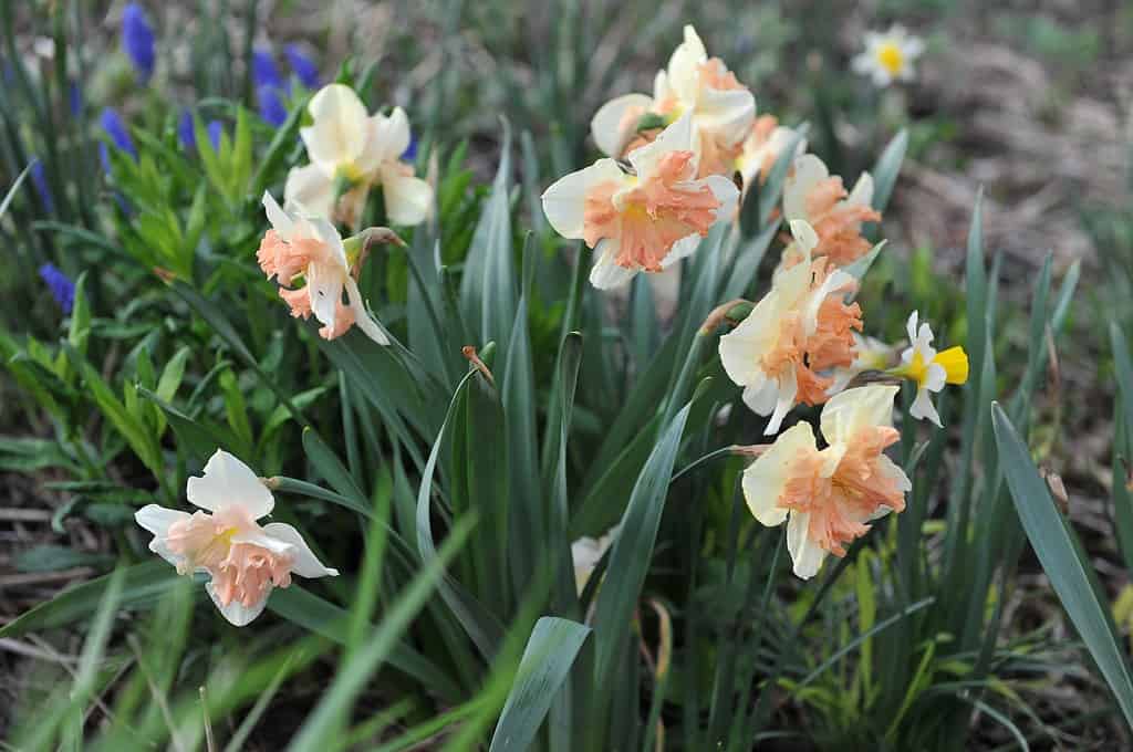 'Vanilla Peach' Split-Cupped Collar Daffodil