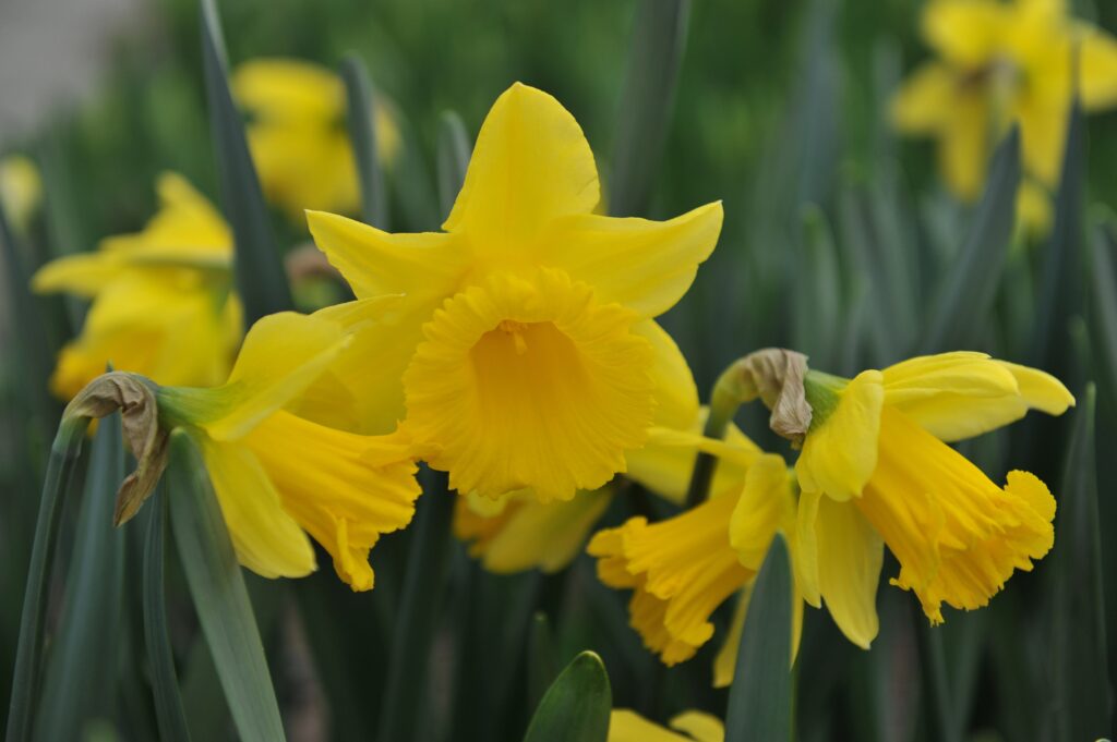 Yellow Trumpet Daffodils