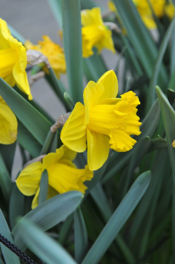 'Yellow River' Trumpet Daffodil