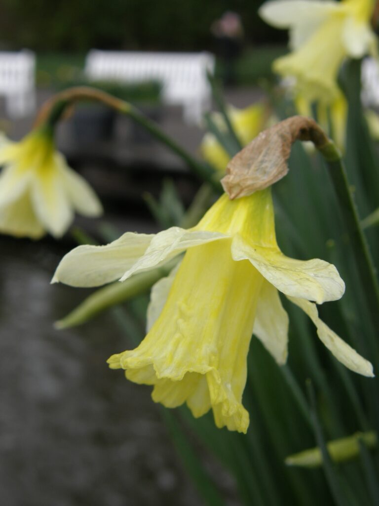 'W.P. Milner' Trumpet Daffodil