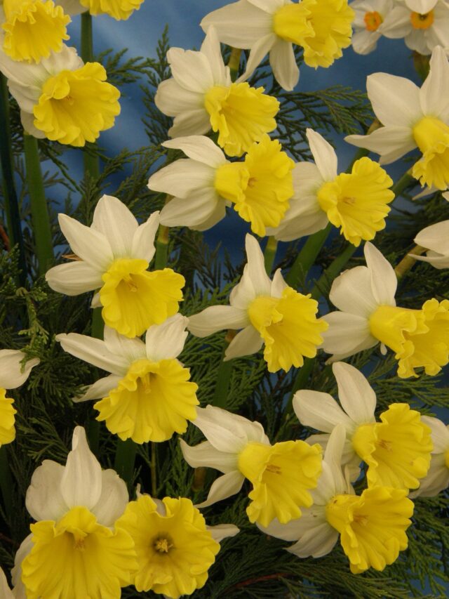 10 Types of Cyclamineus Daffodils - A-Z Animals