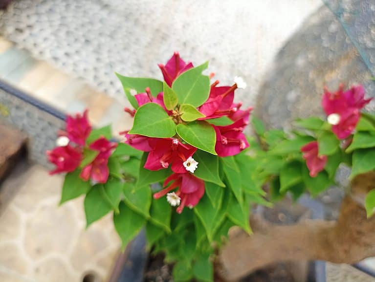 Burgundy bougainvillea flowers close-up