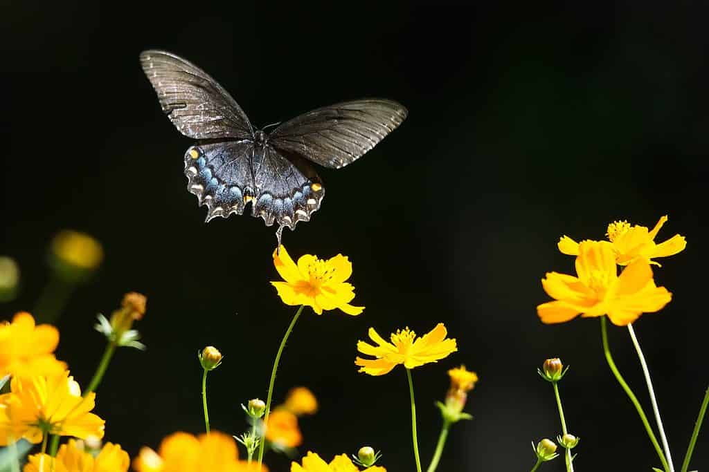black swallowtail is visible taking flight in the left part of the frame against a black background. Below the Butterfly Orange Cosmos (flowers) are visible.