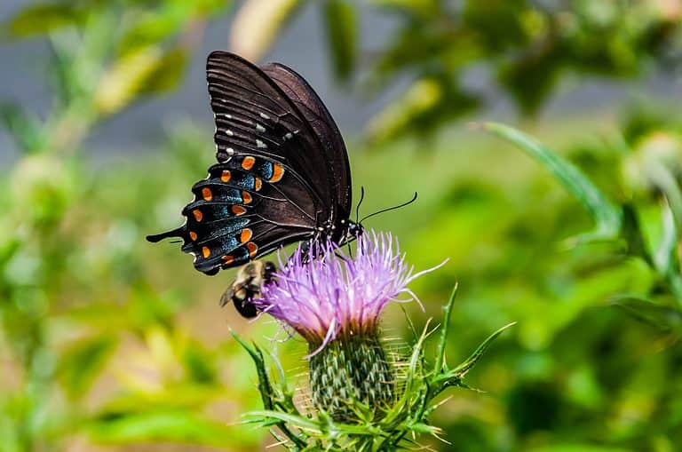 A black swallowtail butterfly is visible in the center frame feeding on a lavender-colored thistle flower. A black-and-yellow striped bumblebee is feeding on thistle flower, directly below the butterfly. The background is out of focus greenery.