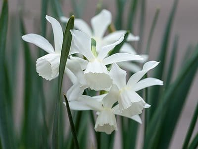 A 10 Types Of White Daffodils 