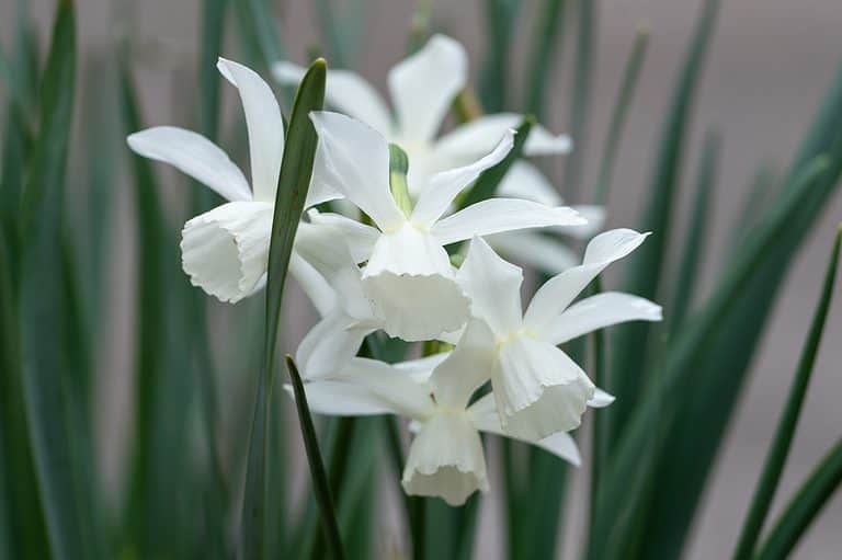 White Daffodils