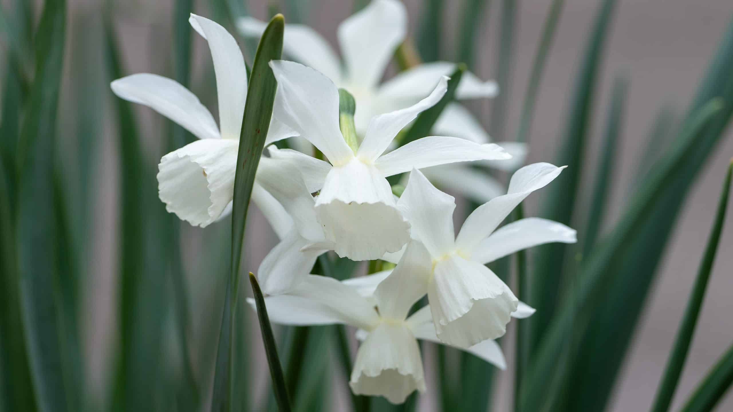 white daffodil flower