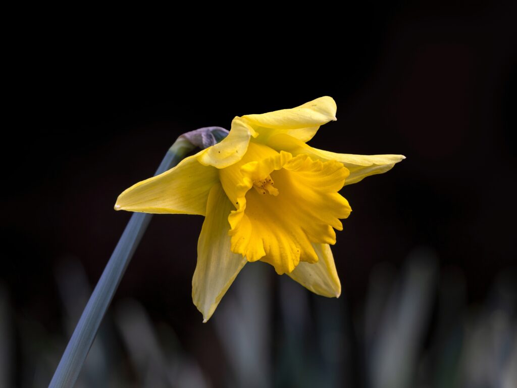 'Rijnveld's Early Sensation' Trumpet Daffodil